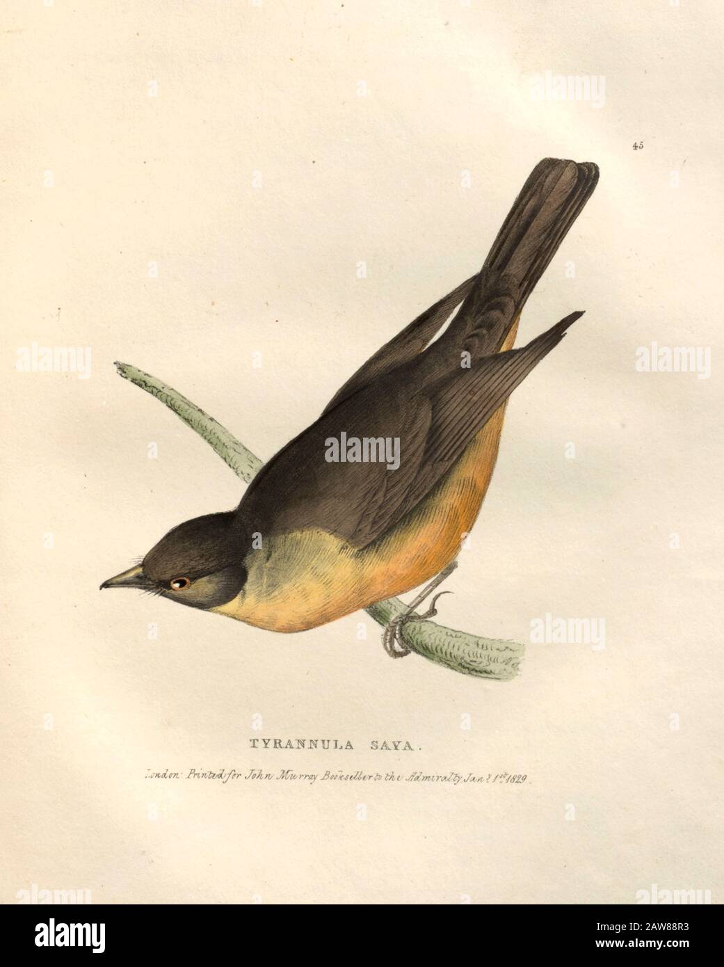 Tyrannula saya (Flycatcher) piatto colorato di uccelli nordamericani della fauna boreali-americana; Oppure, La zoologia delle parti settentrionali dell'America Britannica, contenente descrizioni degli oggetti della storia naturale raccolti sulle spedizioni di terra del nord ritardato sotto il comando di Capt. Sir John Franklin da Richardson, John, Sir, 1787-1865 Pubblicato 1829 Foto Stock