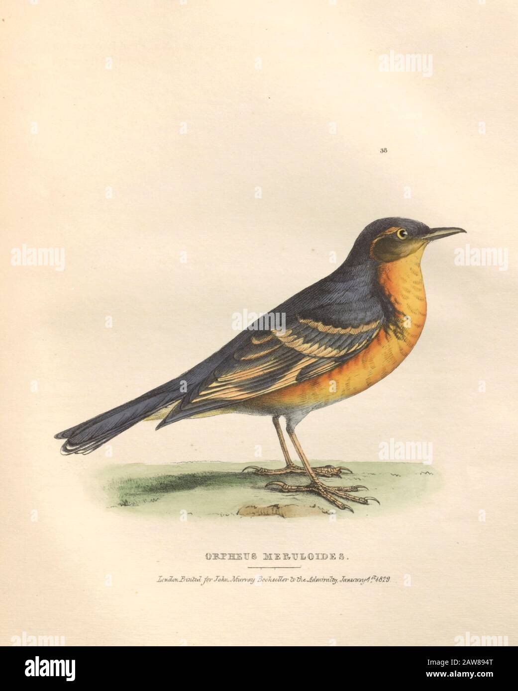 Orpheus meruloides (mockingbird) piatto colorato di uccelli nordamericani della fauna boreali-americana; Oppure, La zoologia delle parti settentrionali dell'America Britannica, contenente descrizioni degli oggetti della storia naturale raccolti sulle spedizioni di terra del nord ritardato sotto il comando di Capt. Sir John Franklin da Richardson, John, Sir, 1787-1865 Pubblicato 1829 Foto Stock