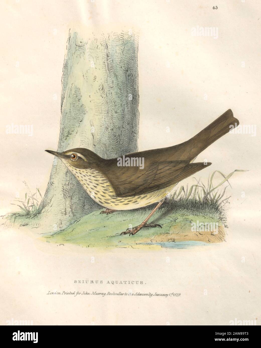 Northern Waterthrush (Seiurus aquaticus), piatto colorato di uccelli nordamericani della fauna boreale-americana; Oppure, La zoologia delle parti settentrionali dell'America Britannica, contenente descrizioni degli oggetti della storia naturale raccolti sulle spedizioni di terra del nord ritardato sotto il comando di Capt. Sir John Franklin da Richardson, John, Sir, 1787-1865 Pubblicato 1829 Foto Stock