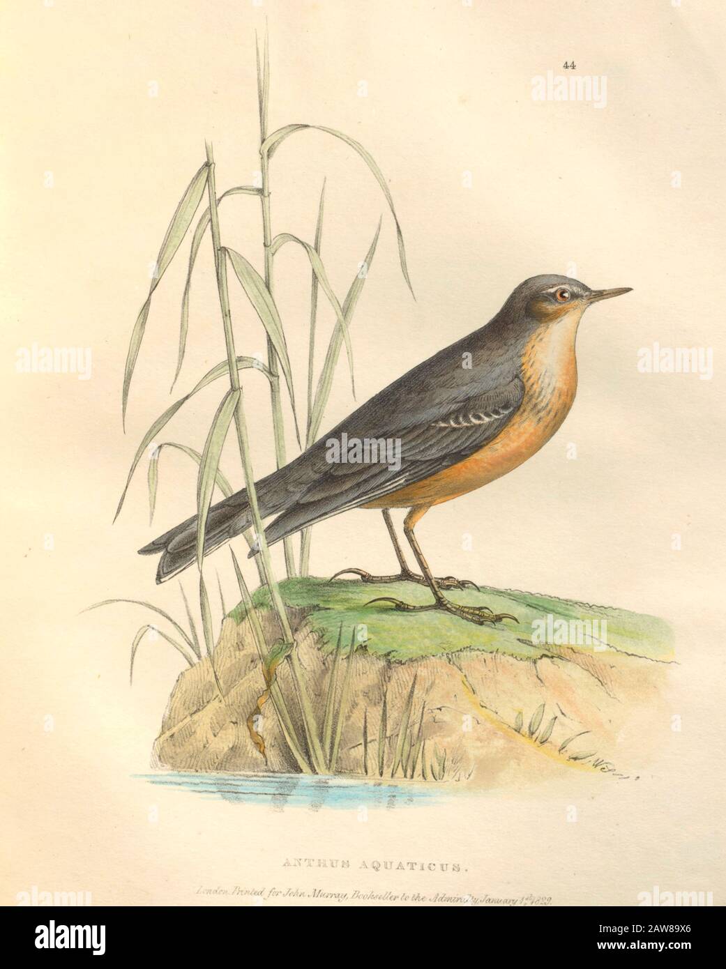 Posatolo d'acqua (Anthus aquaticus) piatto colorato di uccelli nordamericani della fauna boreali-americana; Oppure, La zoologia delle parti settentrionali dell'America Britannica, contenente descrizioni degli oggetti della storia naturale raccolti sulle spedizioni di terra del nord ritardato sotto il comando di Capt. Sir John Franklin da Richardson, John, Sir, 1787-1865 Pubblicato 1829 Foto Stock