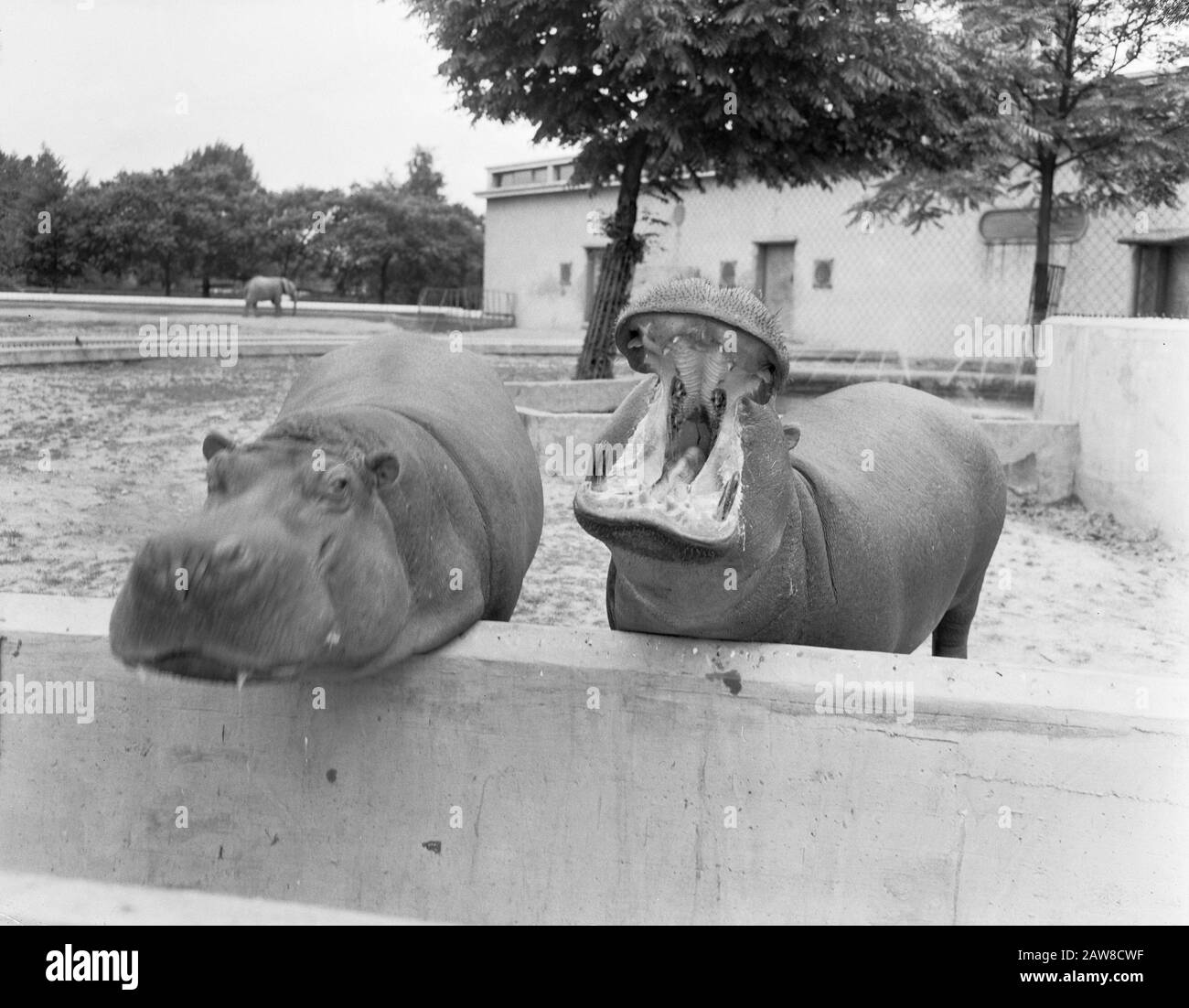 Riprese allo zoo di Blijdorp a Rotterdam. Hippos Data: 17 Luglio 1957 Località: Rotterdam, South Holland Nome Persona: Hippos Nome Istituzione: Zoo Foto Stock