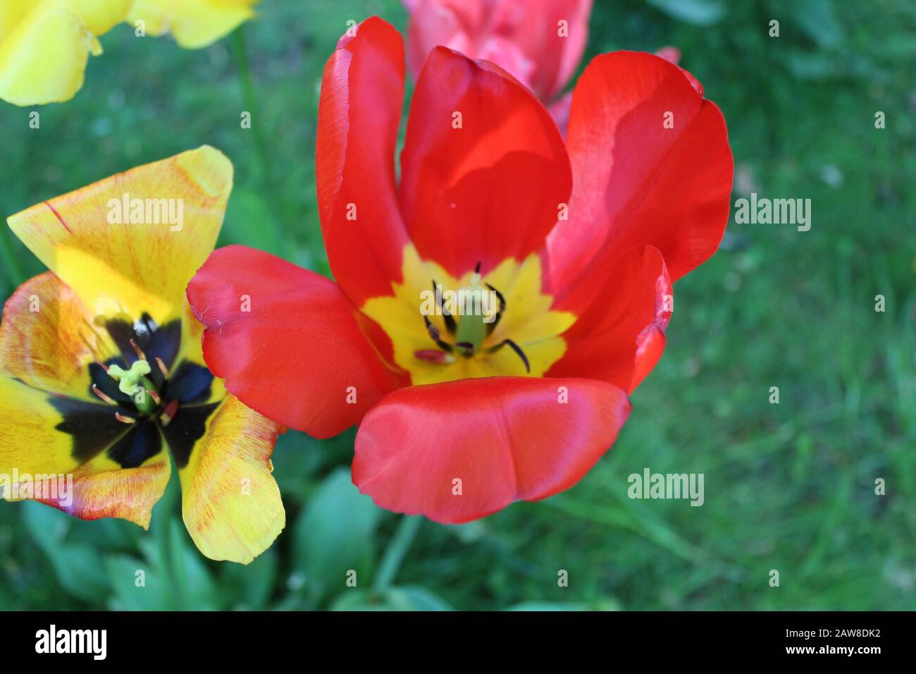 Tulipani rossi con giallo Foto Stock