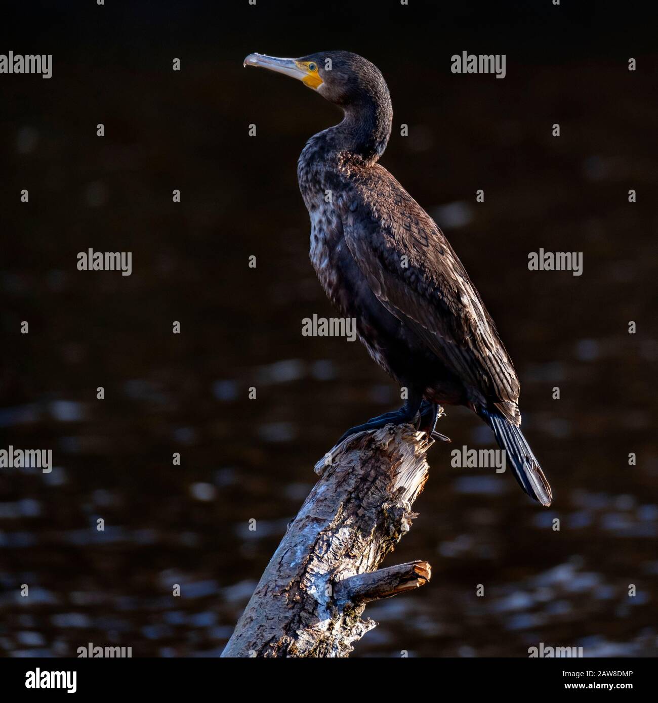 Cormorant, Phalacrocorax carbo, uccello singolo arroccato sul lago sopra l'acqua. Foto Stock
