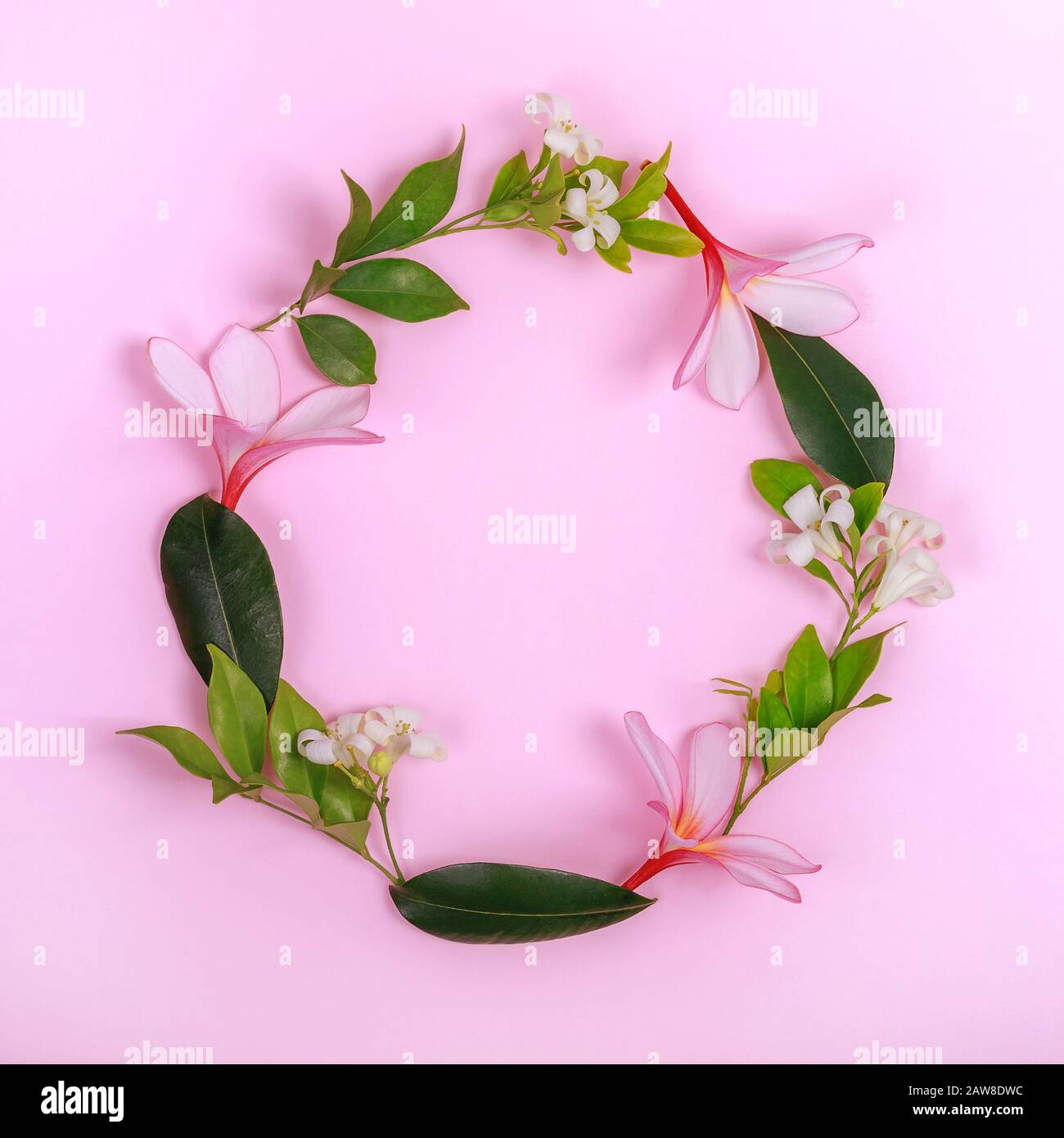Fiori di Frangipani e gelsomino in una cornice rotonda. Piatto adagiarsi su sfondo rosa, quadrato. Foto Stock