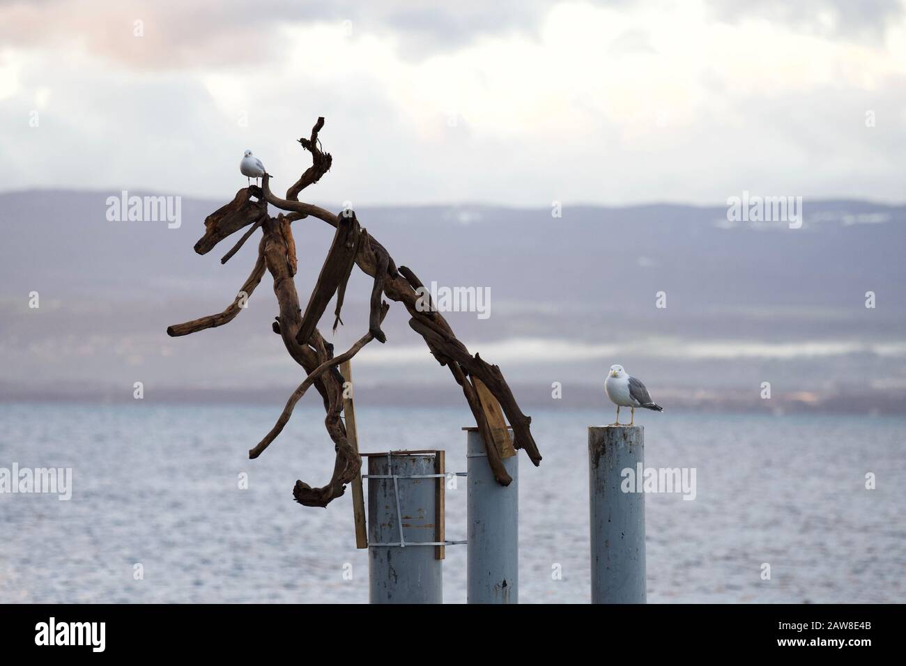 Un gabbiano e un gabbiano su sculture di legno di driftwood dal villaggio di Flottins che ha luogo per alcune settimane fino al tempo di Natale in Evian-Les-Bains, su t Foto Stock