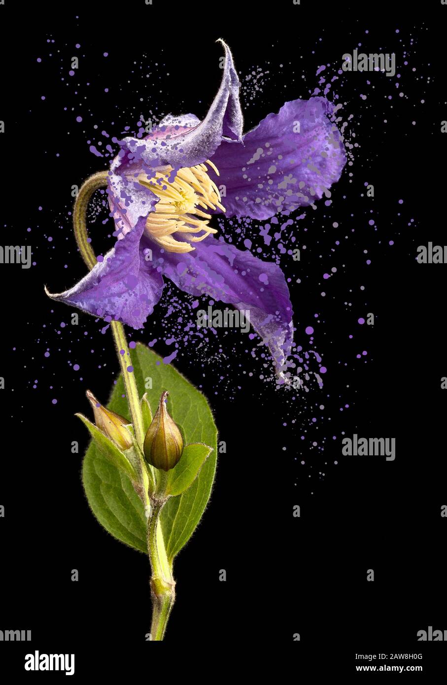 Astratto Viola Clematis Foto Stock