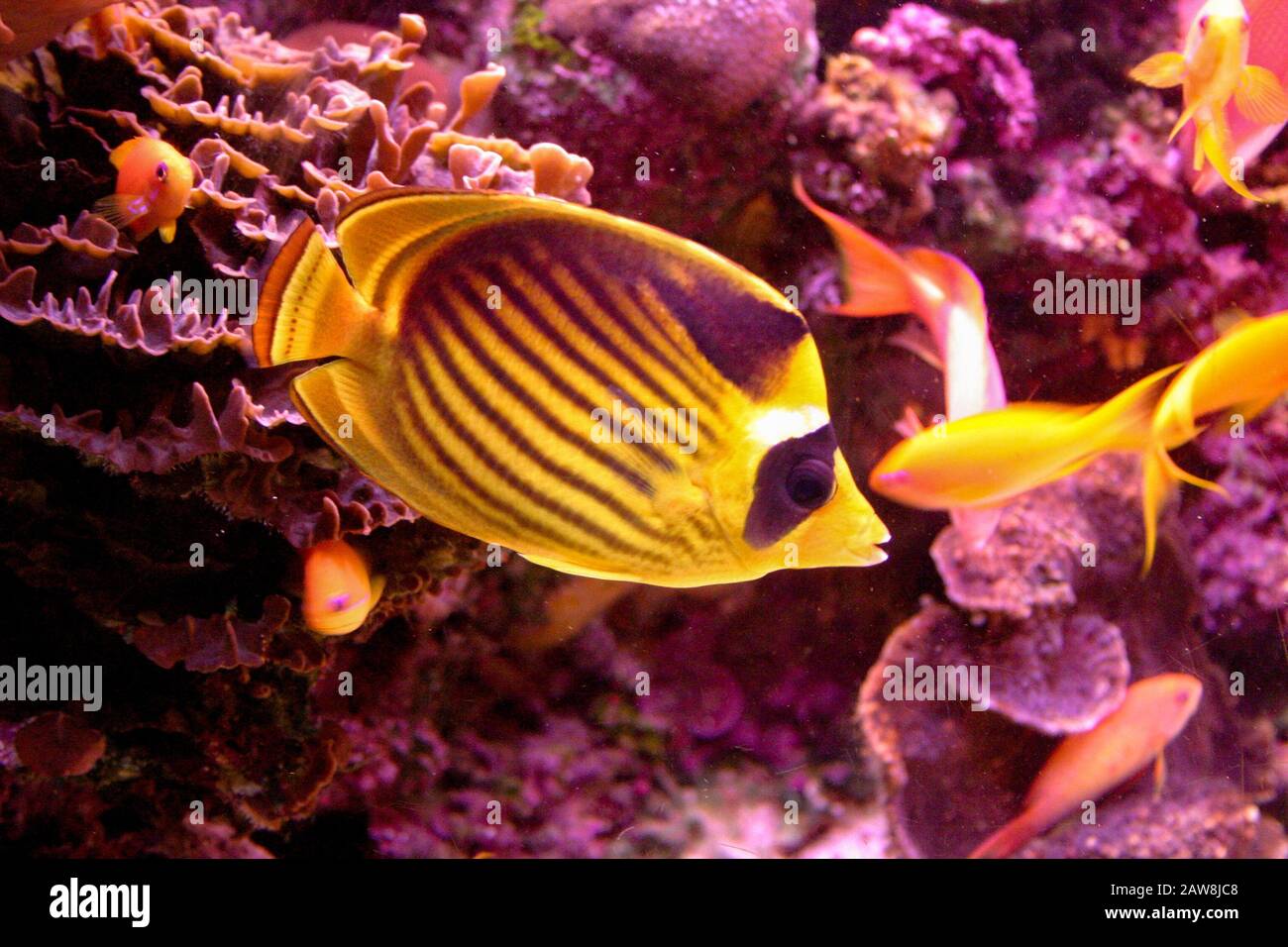 Pesce Farfalla diagonale (Chaetodon fasciatus), noto anche come Pesce Farfalla Red Sea Raccoon. Questa specie di pesci farfalla (famiglia Chaetodontidae) i Foto Stock