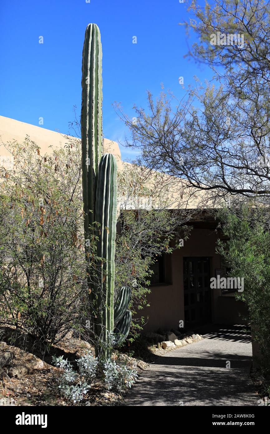Un Cactus Cardon, Pachycerus pringlei, conosciuto anche come cactus gigante messicano Foto Stock