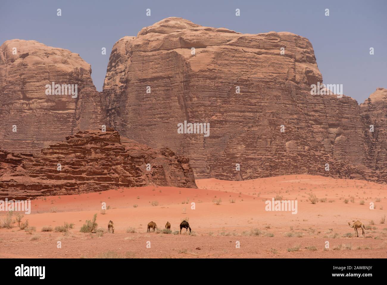 Paesaggio desertico con cammelli, dune di sabbia e rocce di arenaria. Wadi Rum, Giordania Foto Stock