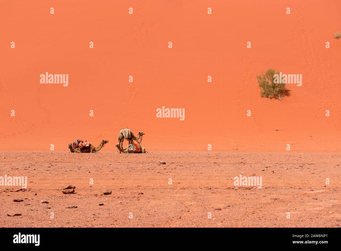 Paesaggio desertico con cammello, gigantesche dune di sabbia, Wadi Rum, Giordania Foto Stock