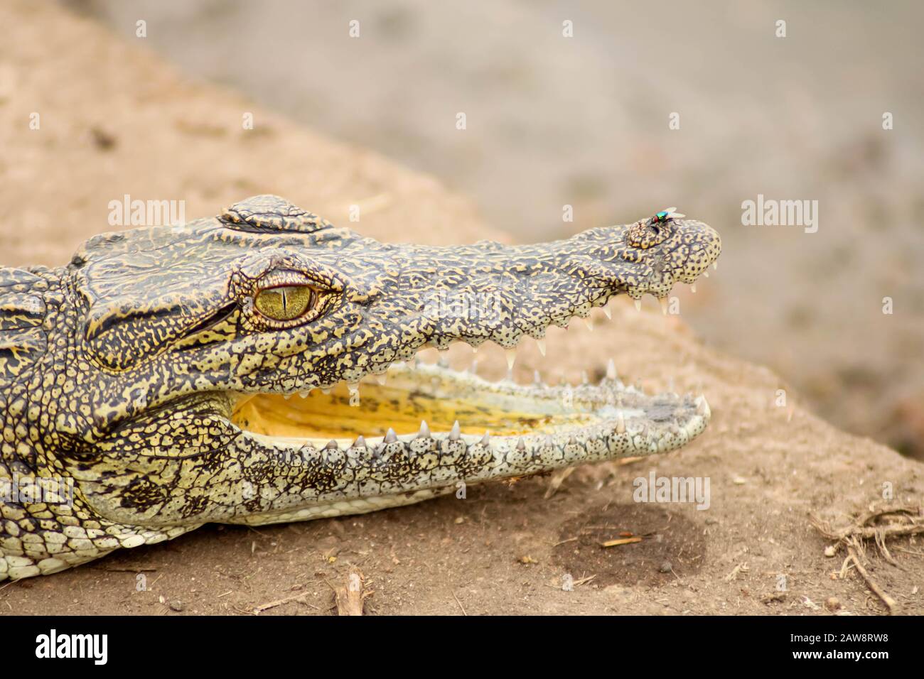 coccodrillo pericoloso con bocca aperta pronto a cacciare Foto Stock