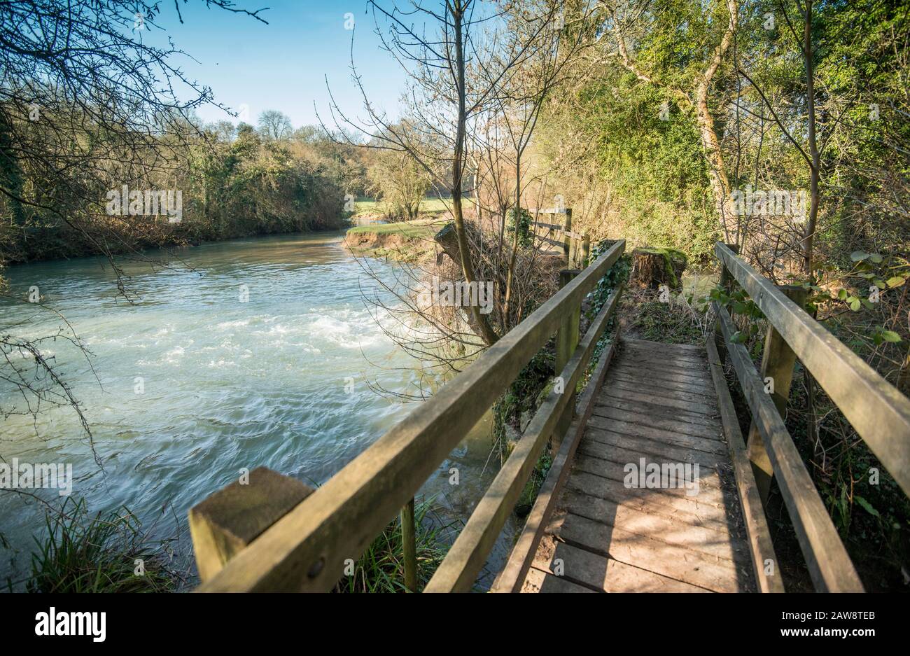 Primavera a Rag Mill wood, Slaughterford, Wiltshire. Foto Stock