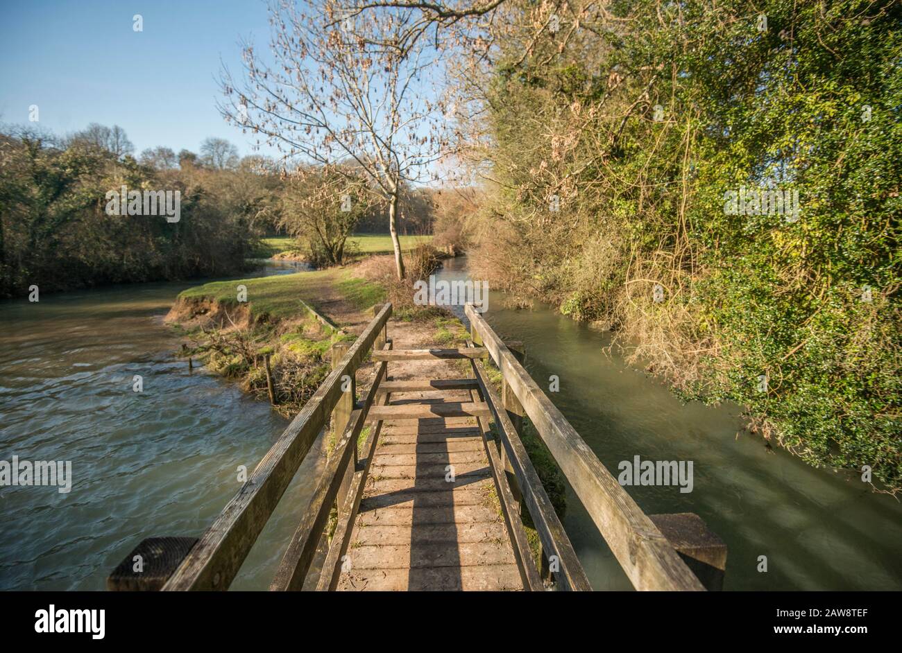 Primavera a Rag Mill wood, Slaughterford, Wiltshire. Foto Stock