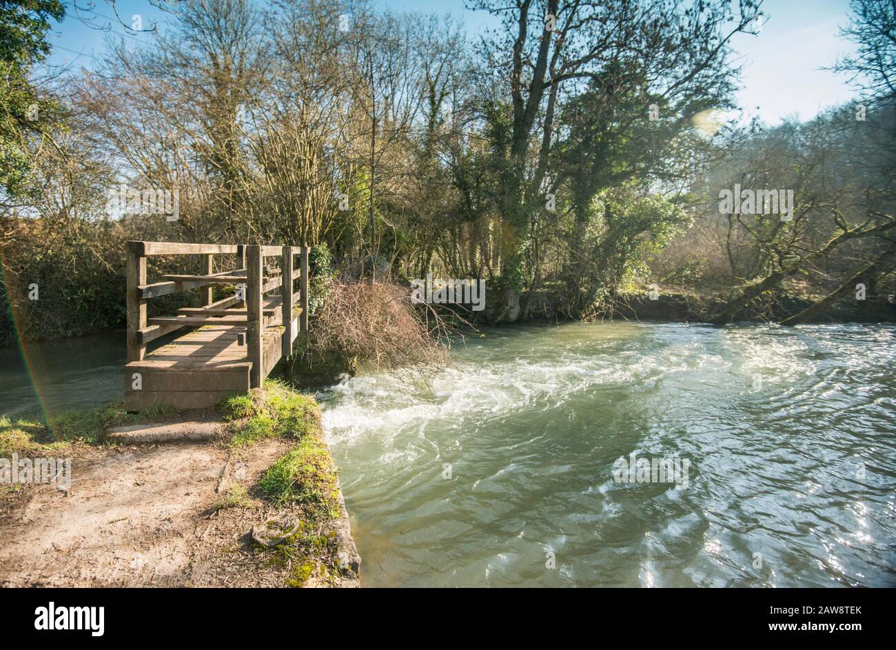 Primavera a Rag Mill wood, Slaughterford, Wiltshire. Foto Stock