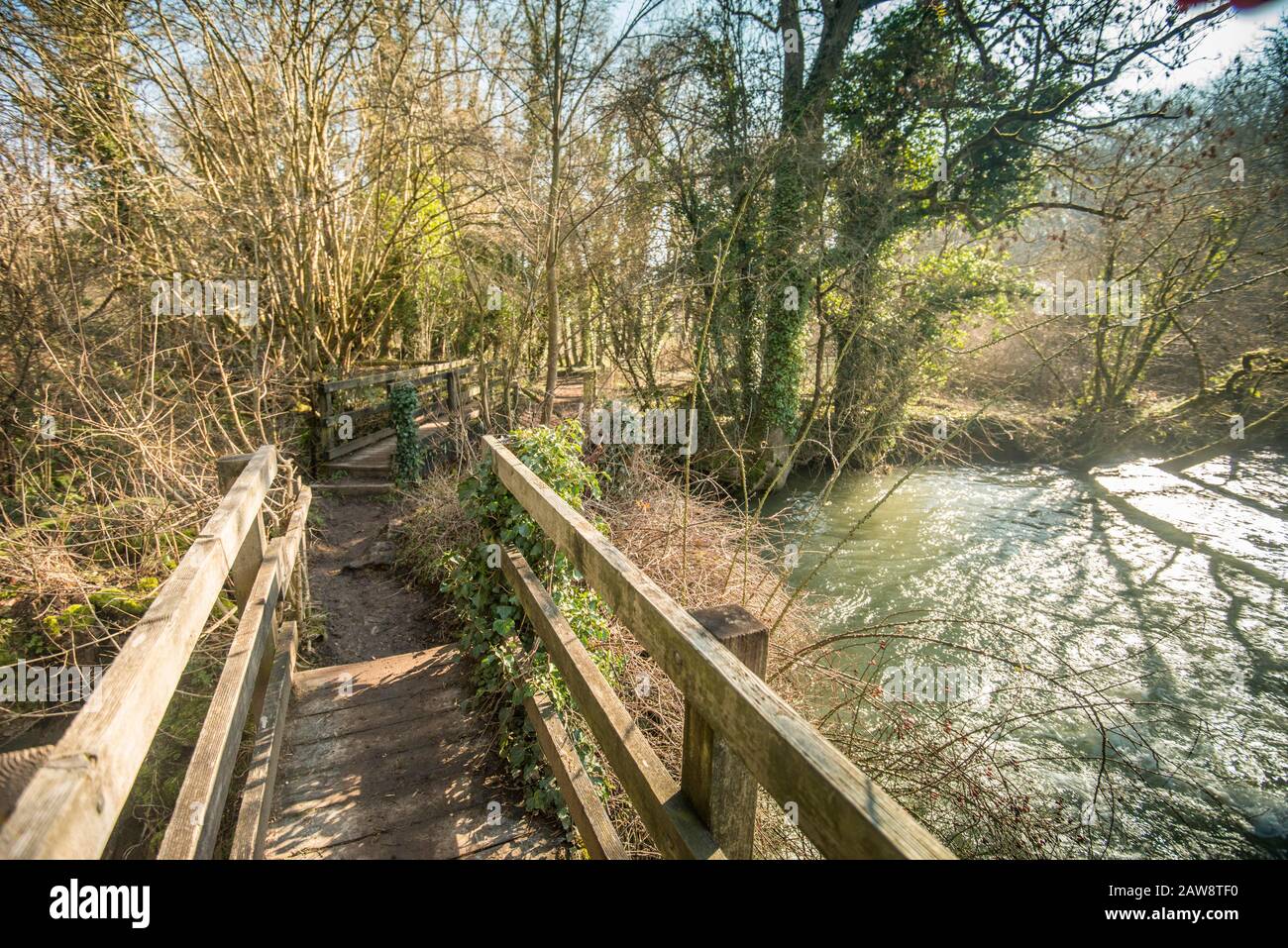 Primavera a Rag Mill wood, Slaughterford, Wiltshire. Foto Stock