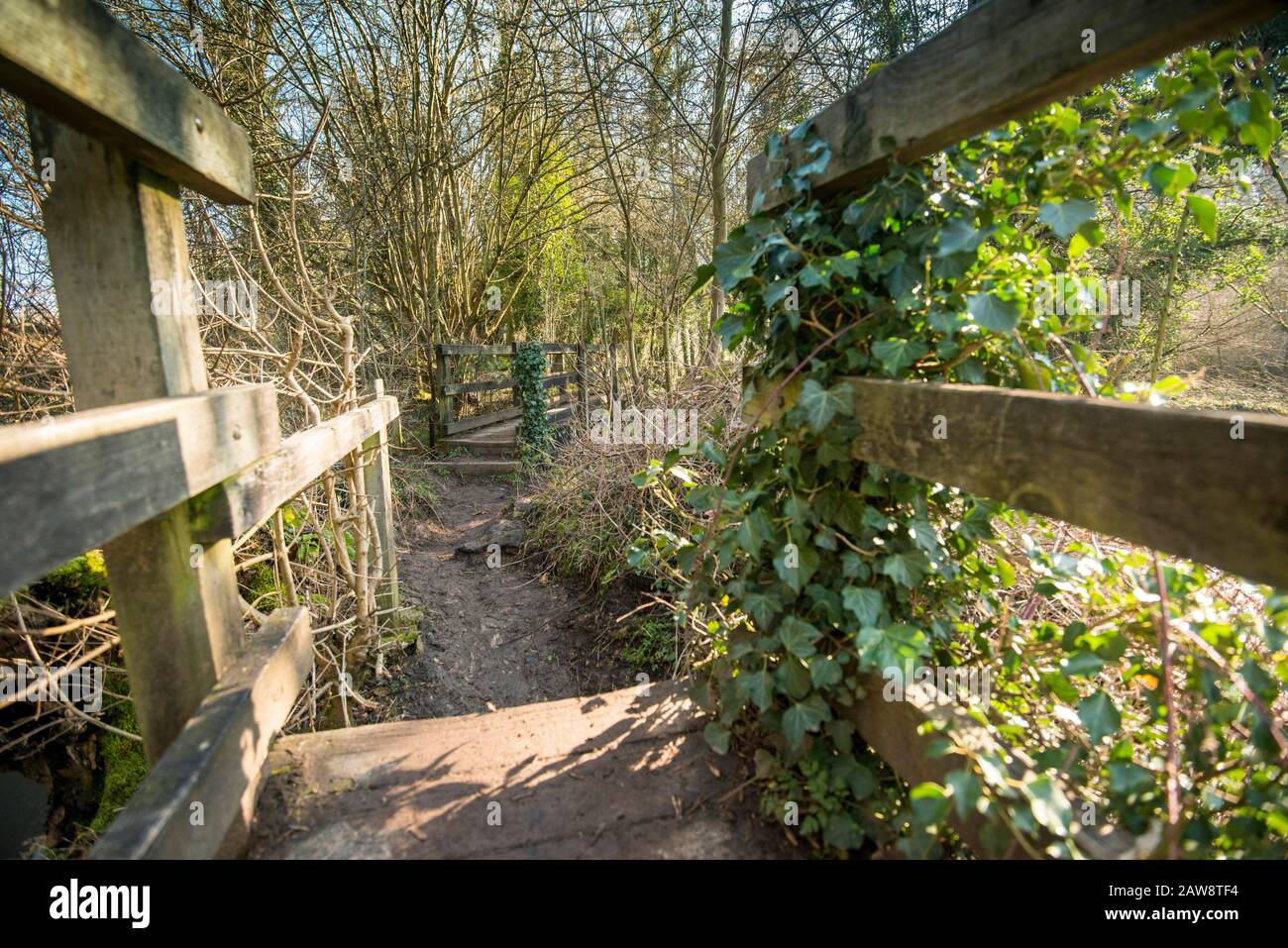 Primavera a Rag Mill wood, Slaughterford, Wiltshire. Foto Stock