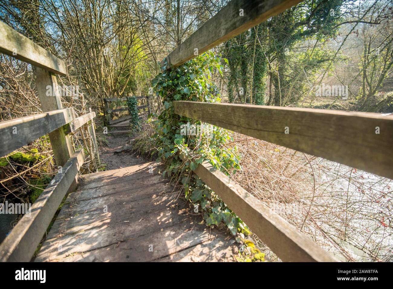 Primavera a Rag Mill wood, Slaughterford, Wiltshire. Foto Stock