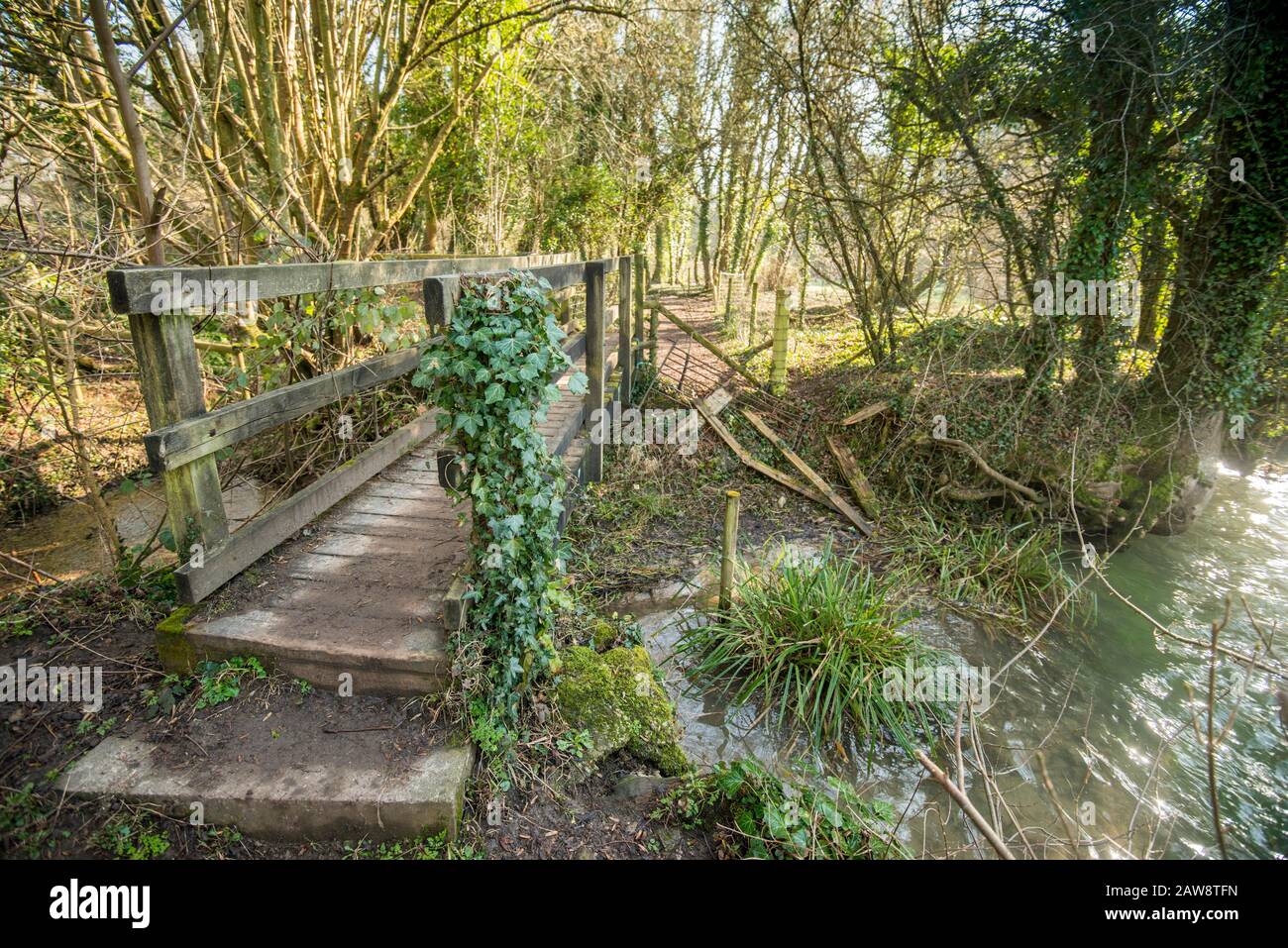 Primavera a Rag Mill wood, Slaughterford, Wiltshire. Foto Stock