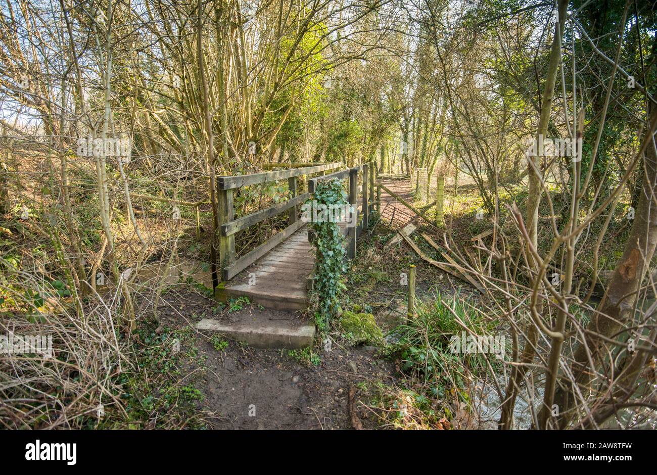 Primavera a Rag Mill wood, Slaughterford, Wiltshire. Foto Stock