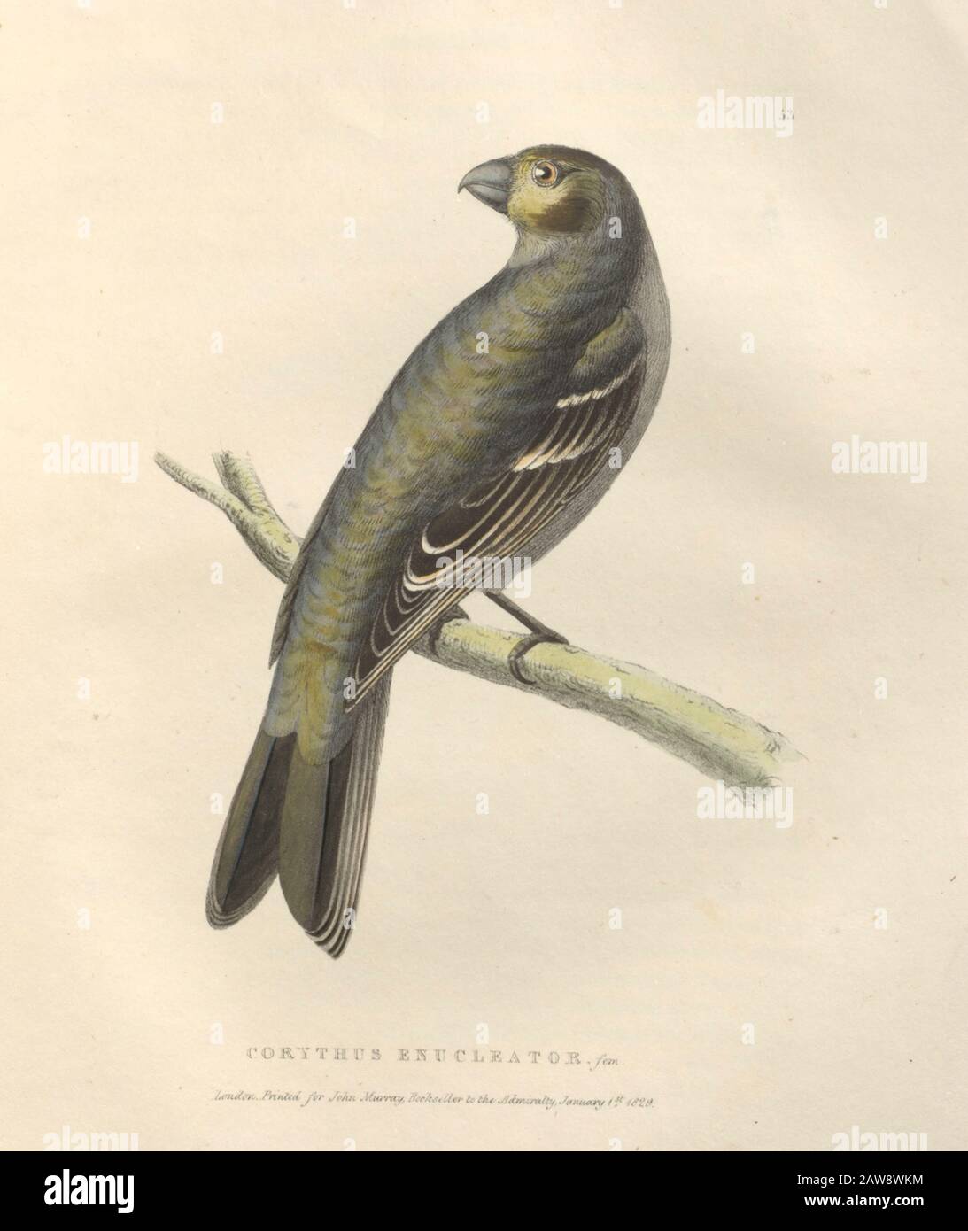 Pino Grosbeak femmina (enucleatore di Corythus), piatto colorato di uccelli nordamericani da Fauna boreale-americana; o, Lo zoologia delle parti settentrionali di Foto Stock