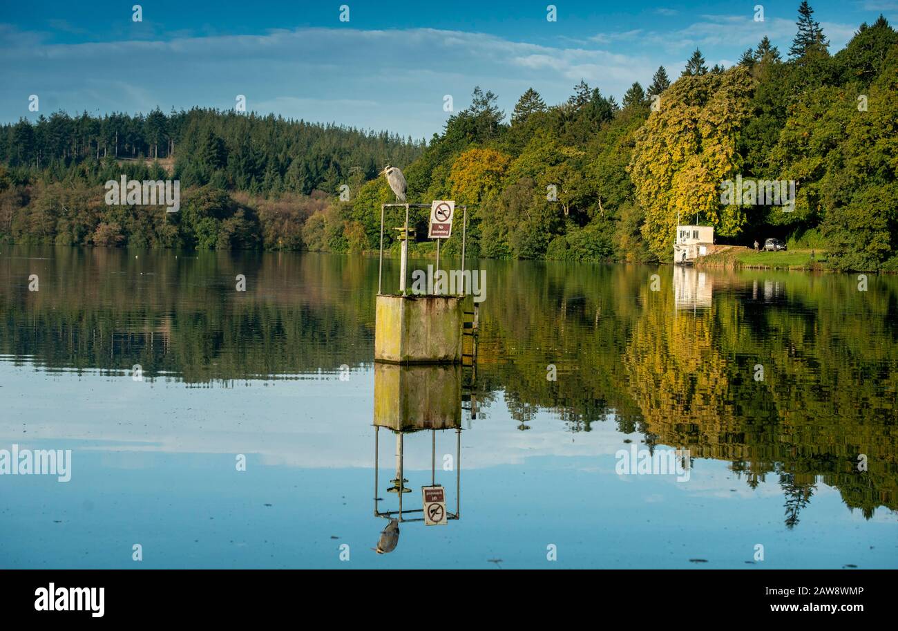 I colori autunnali iniziano a mostrare al lago Shearwater, Warminster, Wiltshire Foto Stock