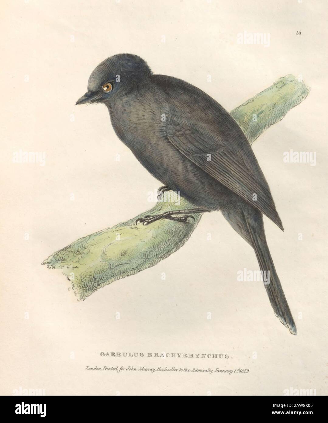 Farrulus brachyrhynchus colore piatto di uccelli nordamericani da Fauna boreale-americana; o, La zoologia delle parti settentrionali dell'America britannica, co Foto Stock