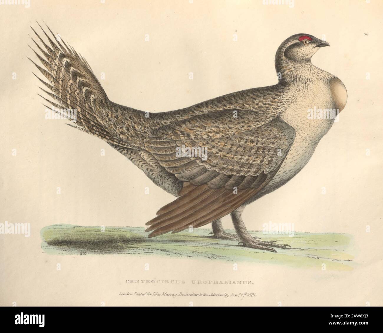 Maggiore salvia-grouse (Centrocercus urophasianus), nota anche come la piastra color sagehen degli uccelli nordamericani della fauna boreali-americana; o, La z Foto Stock Maggiore salvia-grouse (Centrocercus urophasianus), nota anche come la piastra color sagehen degli uccelli nordamericani della fauna boreali-americana; o, La z Foto Stock