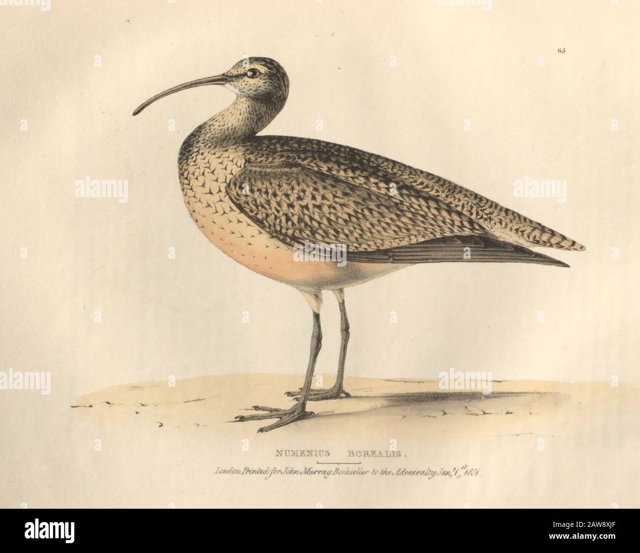 Eskimo curlew (Numenius borealis), o la lastra di colore curlew settentrionale di uccelli nordamericani da Fauna boreale-americana; o, la zoologia del NOR Foto Stock