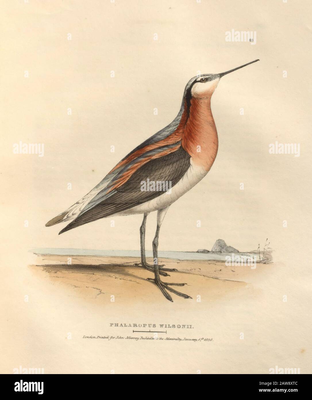 phalarope di Wilson (Phalaropus wilsonii syn Phalaropus tricolor) piatto colorato di uccelli nordamericani da Fauna boreali-americana; o, La zoologia di Foto Stock phalarope di Wilson (Phalaropus wilsonii syn Phalaropus tricolor) piatto colorato di uccelli nordamericani da Fauna boreali-americana; o, La zoologia di Foto Stock