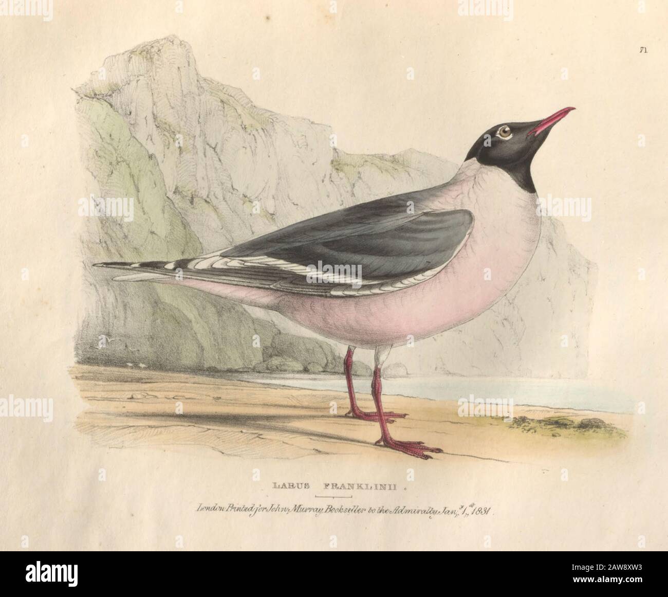 Il gabbiano rosato di Franklin (Larus franklinii), una lastra colorata di uccelli nordamericani provenienti da Fauna boreale americana; o, Lo zoologia delle parti settentrionali Della Bri Foto Stock Il gabbiano rosato di Franklin (Larus franklinii), una lastra colorata di uccelli nordamericani provenienti da Fauna boreale americana; o, Lo zoologia delle parti settentrionali Della Bri Foto Stock