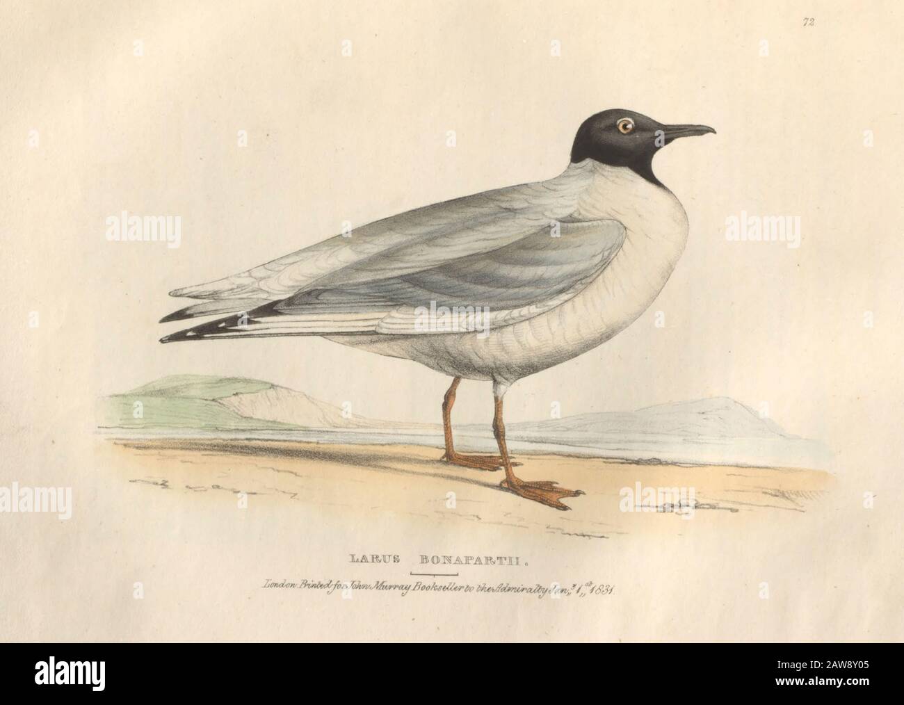 Bonapartian Gull, (Larus Bonapartii), piatto colorato di uccelli nordamericani da Fauna boreale-americana; o, Lo zoologia delle parti settentrionali di Briti Foto Stock