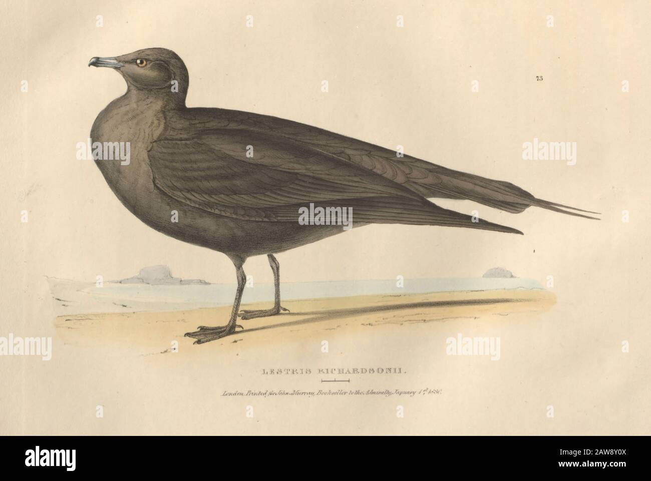 Lestris di Richardson (Lestris Richardsonii) lastra di colore di uccelli nordamericani da Fauna boreale-americana; o, Lo zoologia delle parti settentrionali di Foto Stock