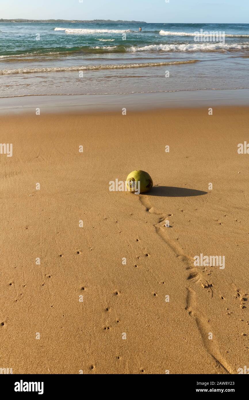 cocco verde che si trova sulla spiaggia vicino alle onde Foto Stock