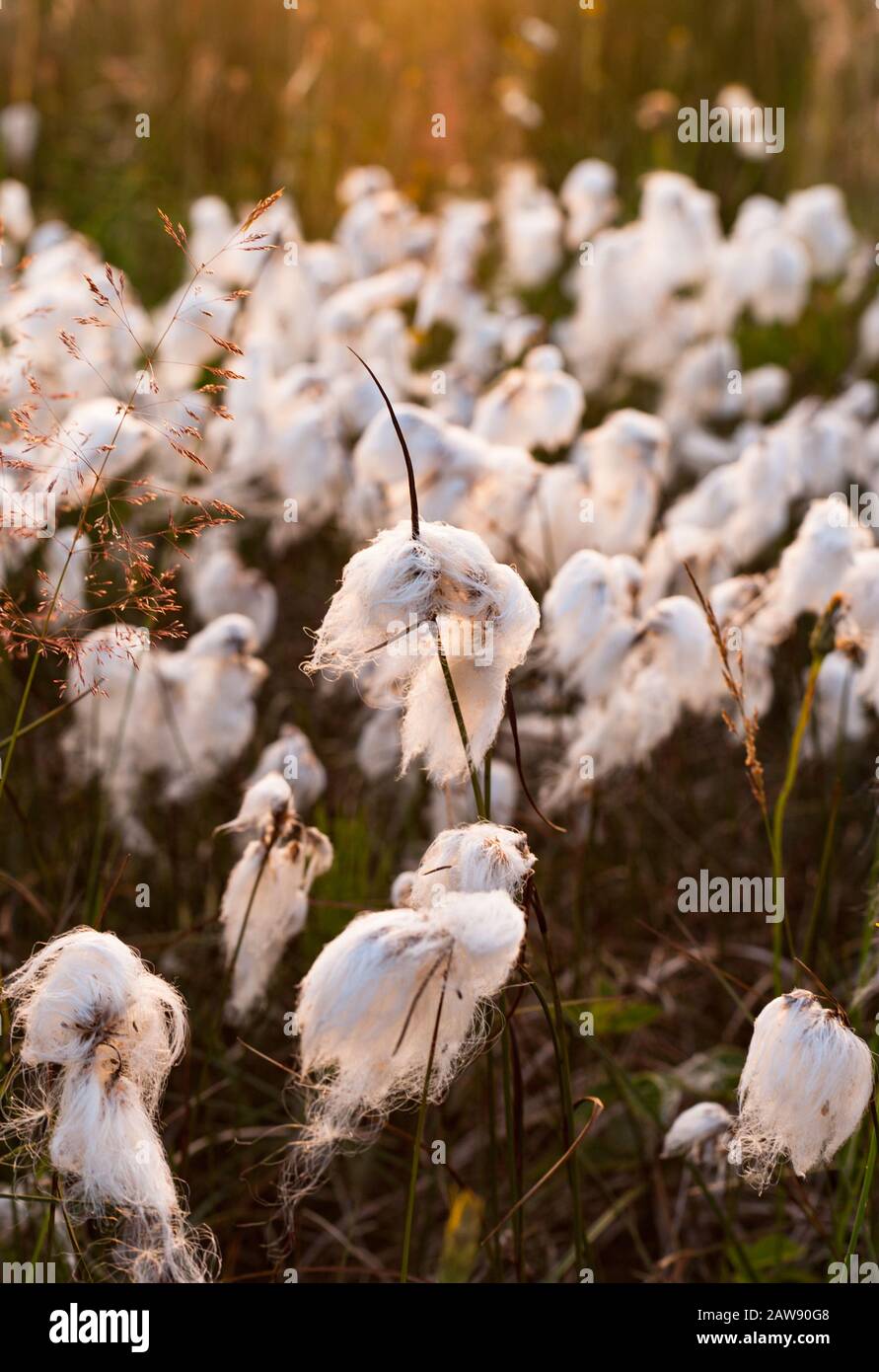 Bog cotone (Eriophorum angustifolium) pianta Fiorita al tramonto in Irlanda rurale Foto Stock