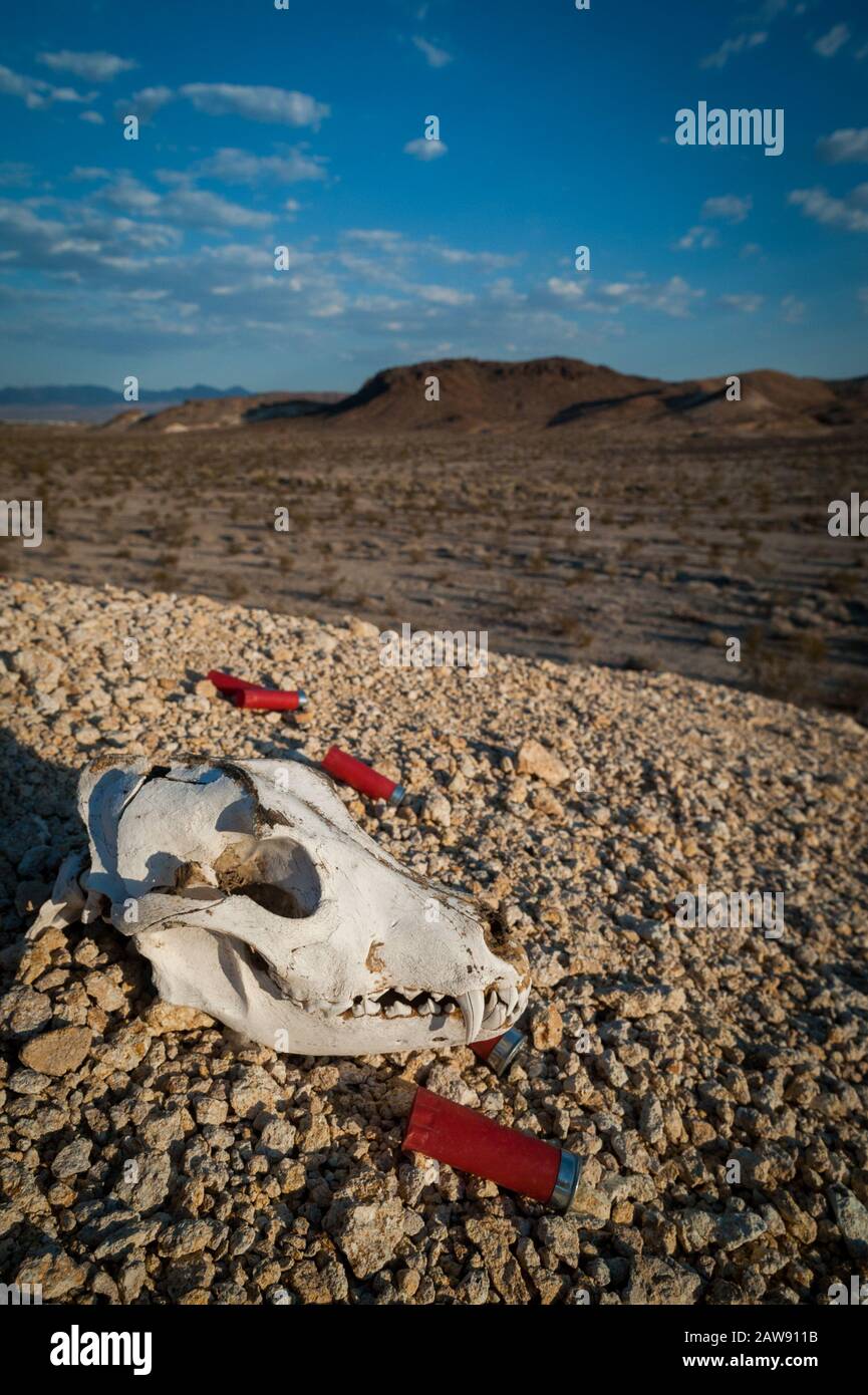 Teschio Coyote e conchiglie di fucile vuote nel deserto di Mojave, California Foto Stock