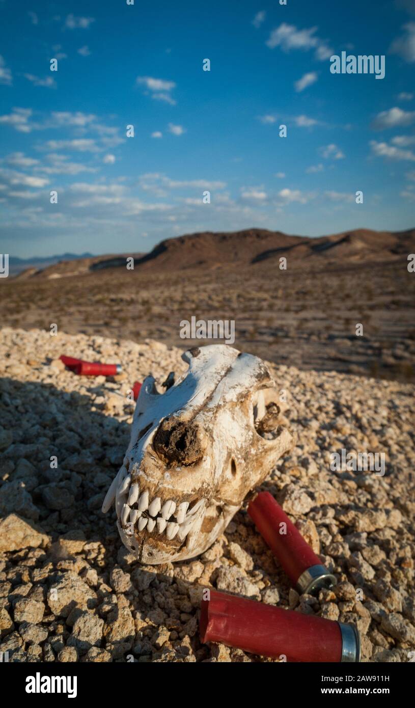 Teschio Coyote e conchiglie di fucile vuote nel deserto di Mojave, California Foto Stock