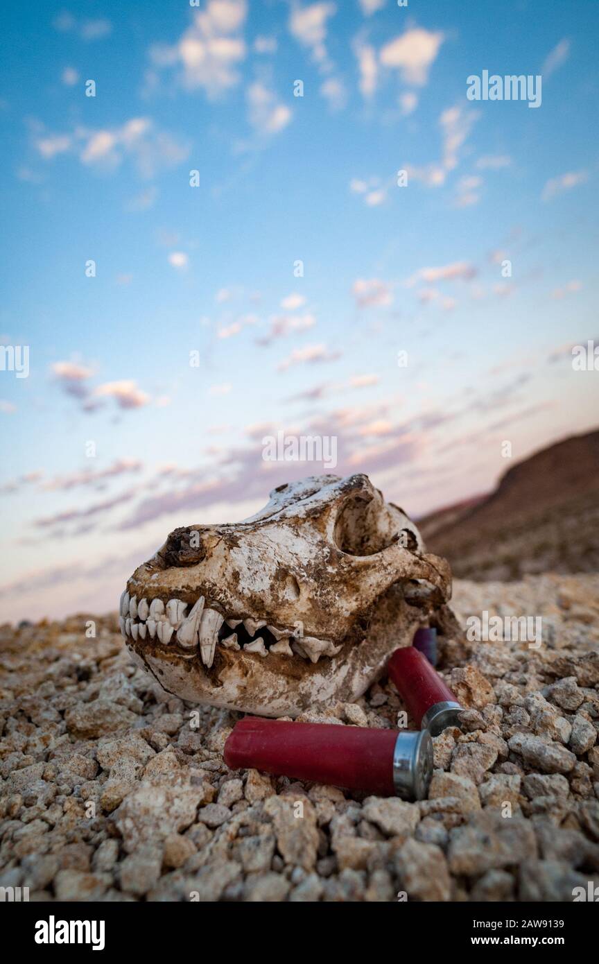 Cranio Coyote e conchiglie di fucile vuote nel deserto di Mojave, Sunset SKY California Foto Stock
