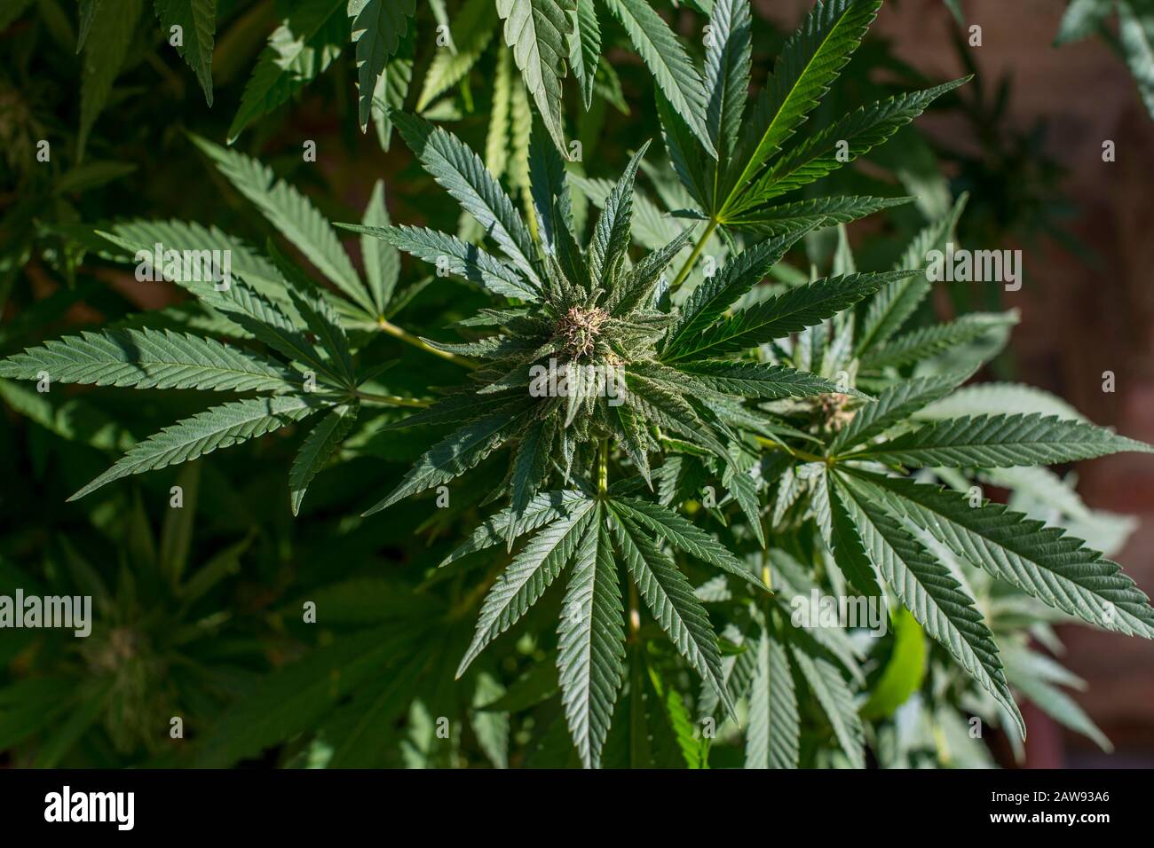 piante di marijuana e raccolto Foto Stock