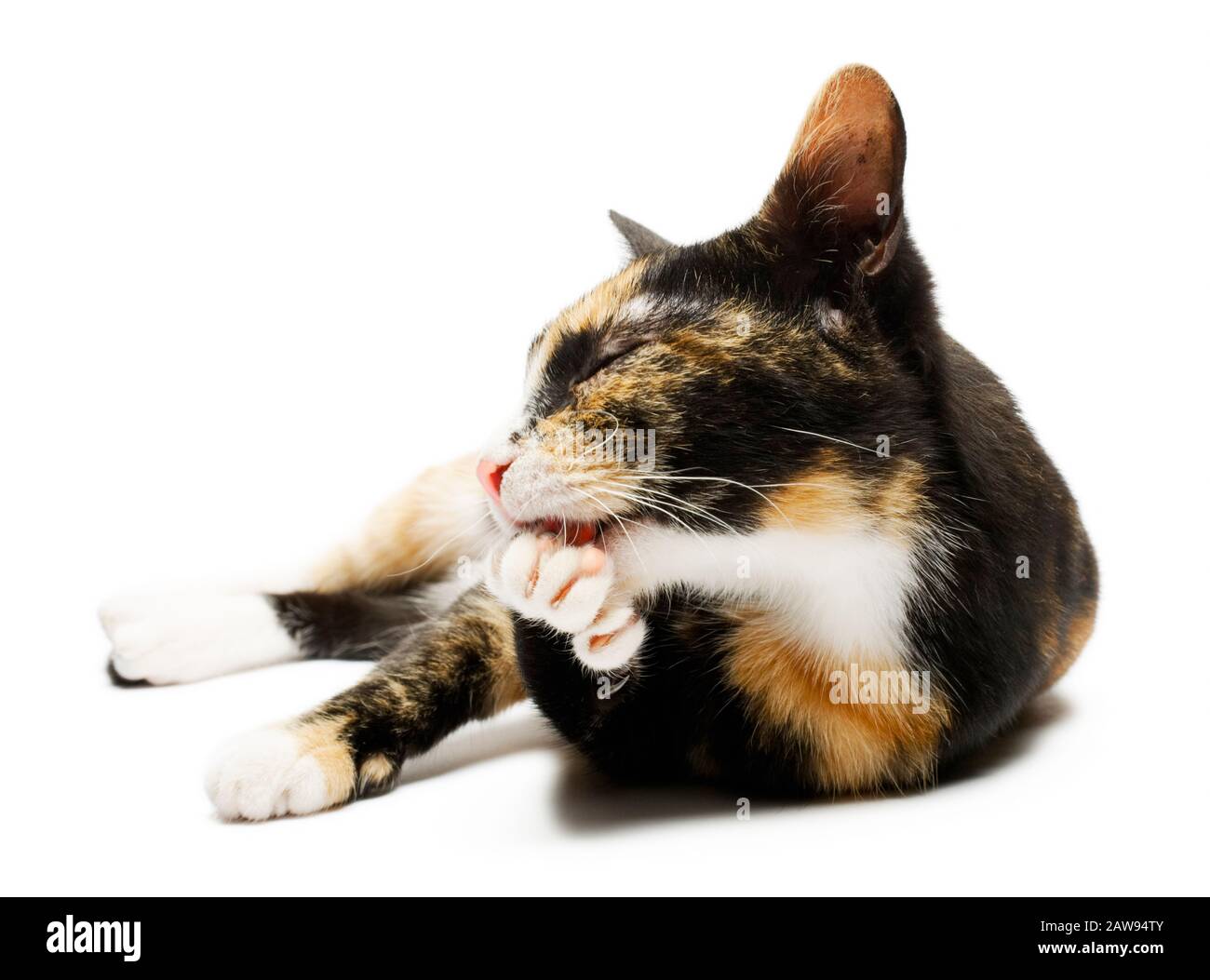 Carino giovane tortoiseshell kitten sdraiato sul suo lato pulizia e leccare una zampa Foto Stock