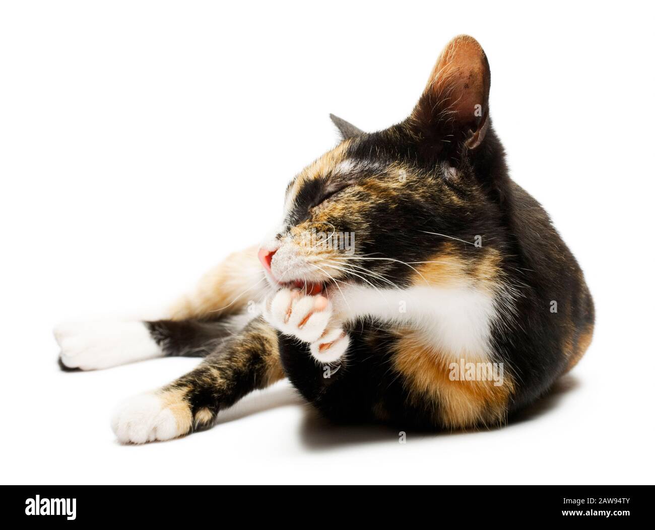Gatto, sfondo bianco, gattino – Grazioso giovane tartarugato sdraiato su un fianco che si pulisce e si lecca una zampa Foto Stock