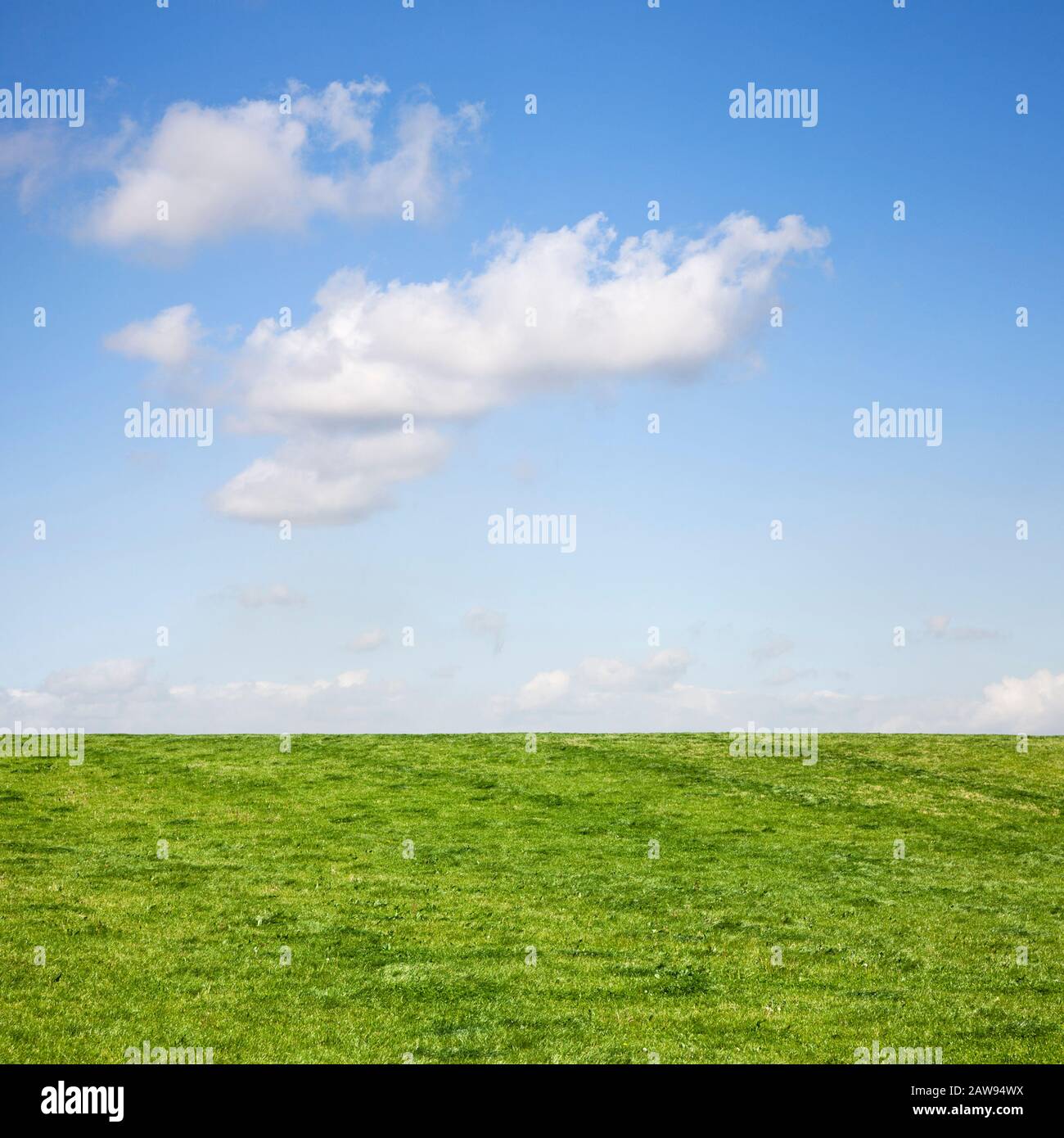 Un bel campo verde e cielo blu in estate Foto Stock