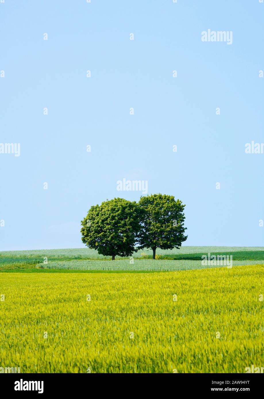 Due alberi in un campo di colture mature, l'Europa Foto Stock