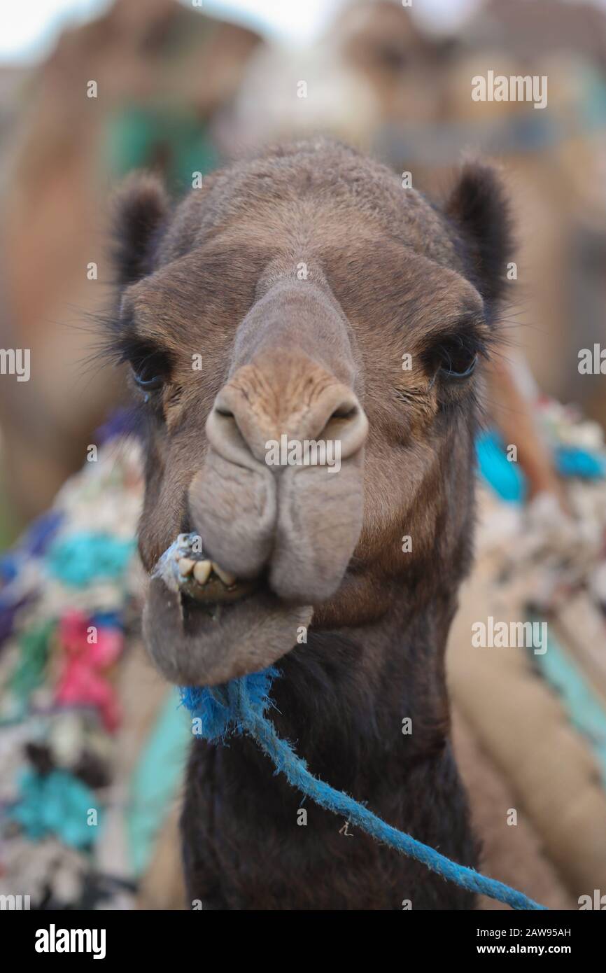 Cammello divertente in Marocco Foto Stock