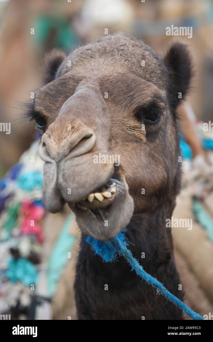 Cammello faccia in Marocco Foto Stock