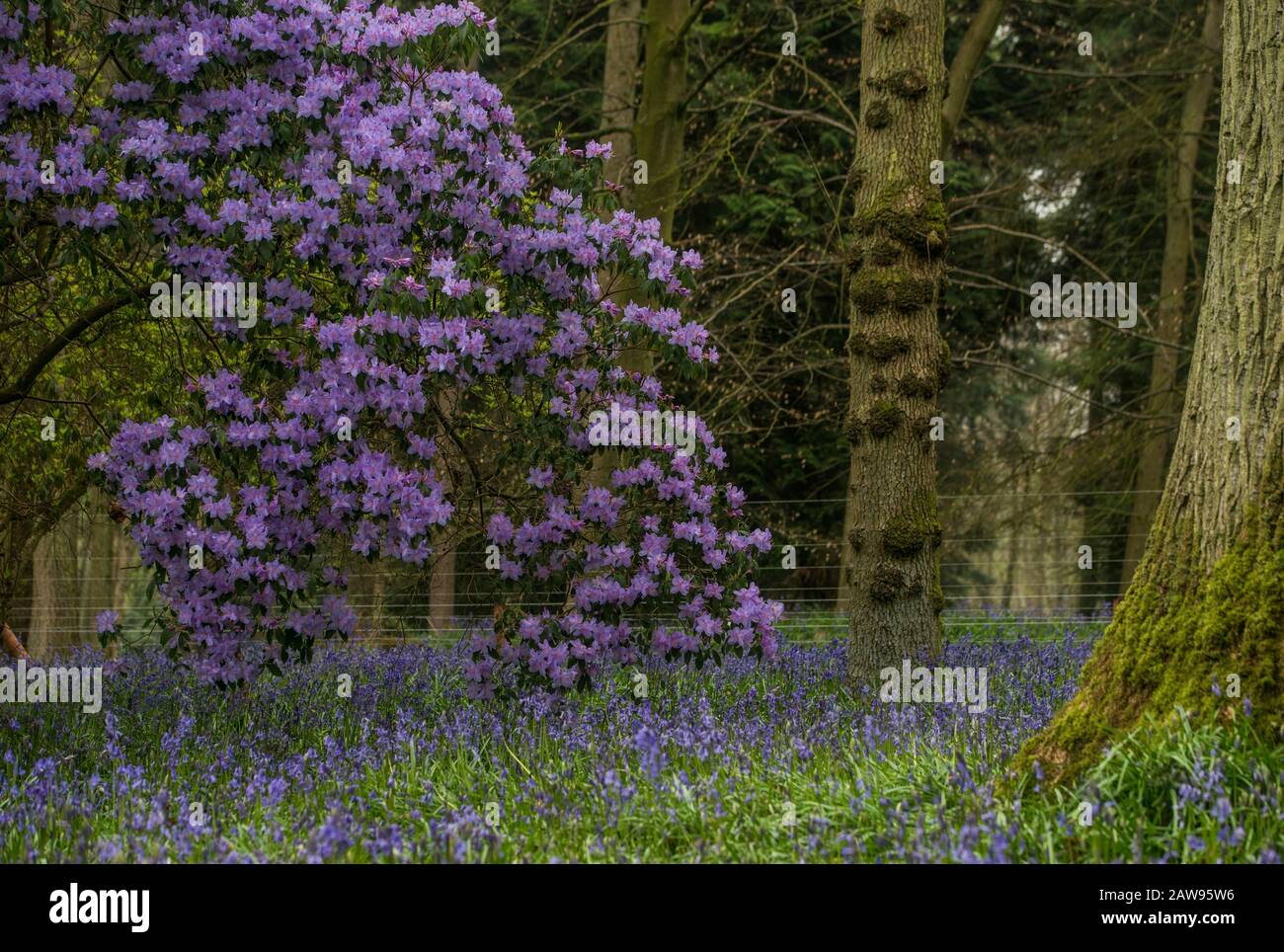 Bowood Woodland Walk con 70 acri di bosco tra cui Rhododendrons curato da Lord Lansdowne Foto Stock