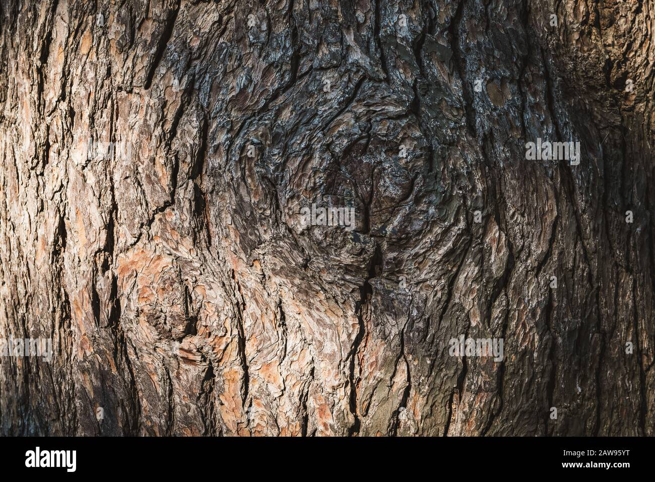Nodo grande nella corteccia di un vecchio albero di pino centenario Foto Stock