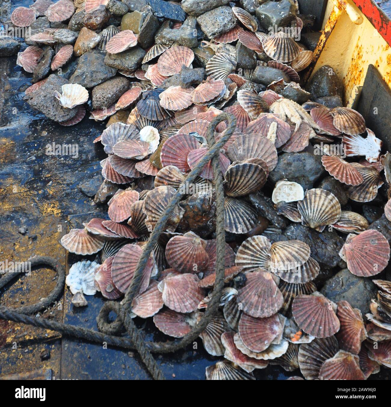 Capesante re, Pecten maximus, dragato al largo della costa dello Yorkshire, Inghilterra UK Foto Stock