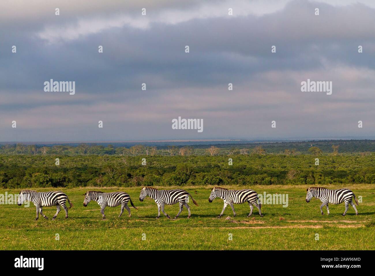 Zebre tutte allineate in OL Pajeta, Kenya, Africa Foto Stock