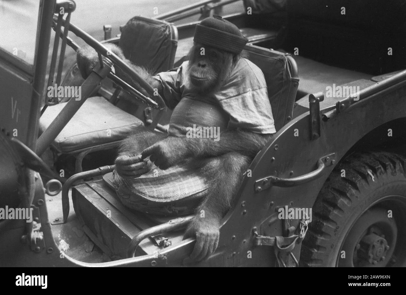 Orangutan con cappello seduto dietro il volante di una jeep Annotazione: DJK Data: 1947 posizione: Indonesia Indie orientali olandesi Foto Stock