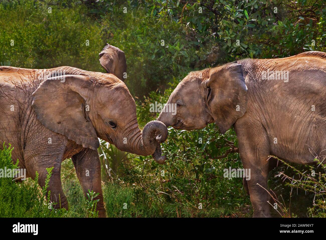 Giovani elefanti a Samburu, Kenya, Africa Foto Stock